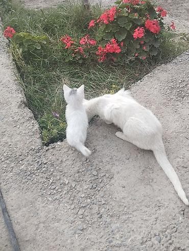 Yaxşı əllərə lalafo.az -da Yaxşı əllərə