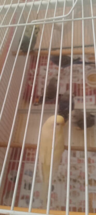 Məhsul: Dalmatin papuqayları ilə birlikdə geniş qəfəs komplekti lalafo.az -da Məhsul: Dalmatin papuqayları ilə birlikdə geniş qəfəs komplekti