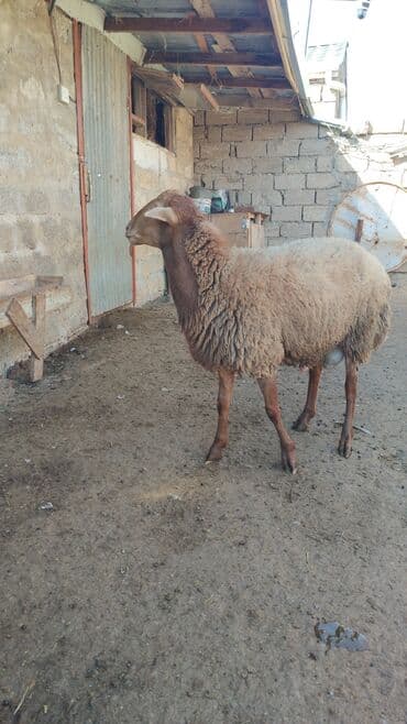 Kürdəxanı dadı heyvan sağlamdır. tərəzi ilə 9 azn satılır lalafo.az -da Kürdəxanı dadı heyvan sağlamdır. tərəzi ilə 9 azn satılır