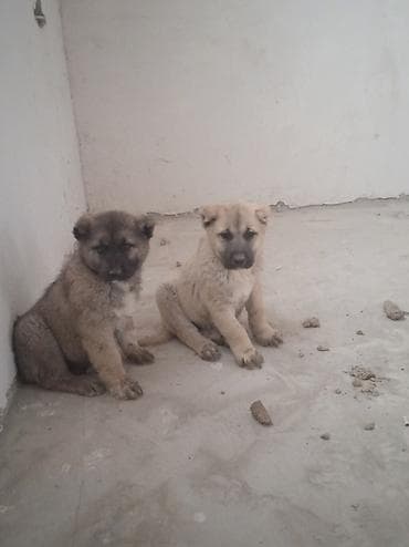 2 ay lalafo.az -da 2 ay