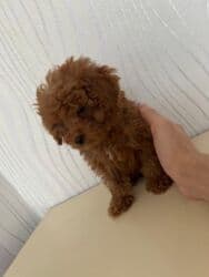 Pudel, 2 ay, Erkek, Peyvəndli, Ünvandan götürmə lalafo.az -da Pudel, 2 ay, Erkek, Peyvəndli, Ünvandan götürmə