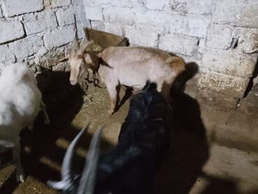 Hər 2 heyvan satılır qara erkekdir sarı disi Erkek 350azn dişi 300 lalafo.az -da Hər 2 heyvan satılır qara erkekdir sarı disi Erkek 350azn dişi 300