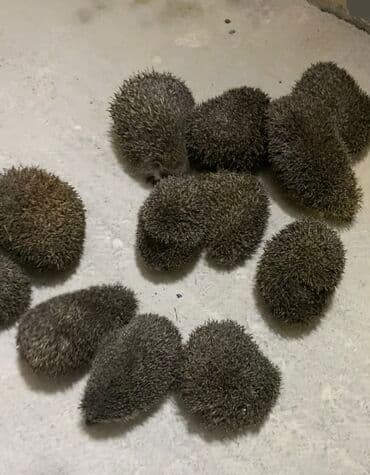 Bağ evləri üçün kirpi satılır. Əla ilan qovucular və dekorativ lalafo.az -da Bağ evləri üçün kirpi satılır. Əla ilan qovucular və dekorativ