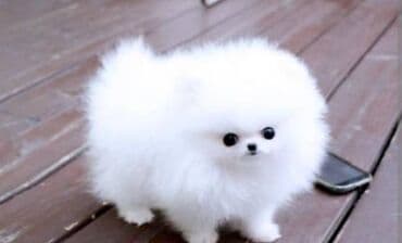 Şpitz, 2 ay, Dişi, Ünvandan götürmə lalafo.az -da Şpitz, 2 ay, Dişi, Ünvandan götürmə