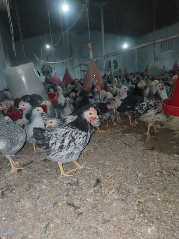 Toyuq cücələri, Damazlıq lalafo.az -da Toyuq cücələri, Damazlıq