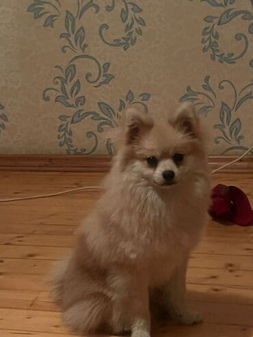 Şpitz, 8 ay, Erkek, Peyvəndli lalafo.az -da Şpitz, 8 ay, Erkek, Peyvəndli