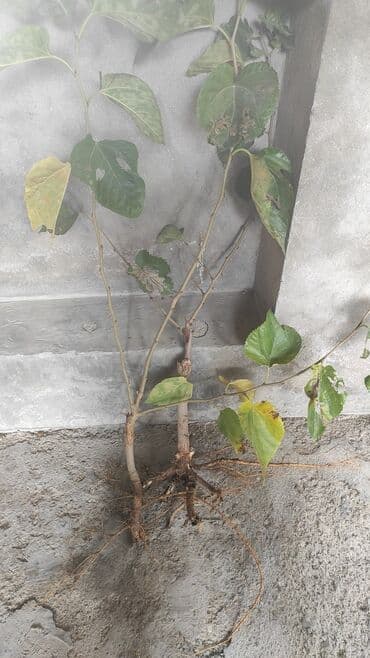 Peyvənd olunmuş tut ağacları satılır.Ağ, qara xar tutları var lalafo.az -da Peyvənd olunmuş tut ağacları satılır.Ağ, qara xar tutları var