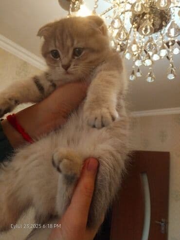 Britan, Yaxşı əllərə lalafo.az -da Britan, Yaxşı əllərə