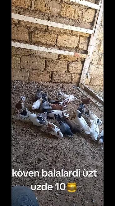 Çeşidli rəng və naxışlarda ev göyərçinləri dəst halında. - Ağ lalafo.az -da Çeşidli rəng və naxışlarda ev göyərçinləri dəst halında. - Ağ