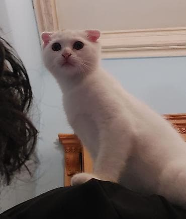 Erkək, Yaxşı əllərə, Ünvandan götürmə lalafo.az -da Erkək, Yaxşı əllərə, Ünvandan götürmə