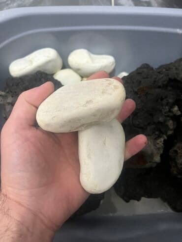 Декоративные панели для стен: Ağ dekorativ çınqıl/çay daşları dəsti - Rəng: ağ, bəzilərində təbii at lalafo.az — 2 Декоративные панели для стен: Ağ dekorativ çınqıl/çay daşları dəsti - Rəng: ağ, bəzilərində təbii — 2