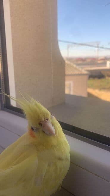 Növ: Korella papuqayı (cockatiel), sarı rəng 6 aylıgdır Erkek cinsidir lalafo.az -da Növ: Korella papuqayı (cockatiel), sarı rəng 6 aylıgdır Erkek cinsidir