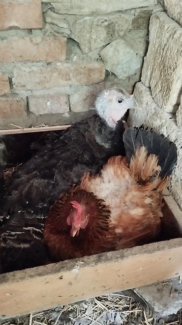 Toyuq, Adler, Damazlıq, Ünvandan götürmə lalafo.az -da Toyuq, Adler, Damazlıq, Ünvandan götürmə