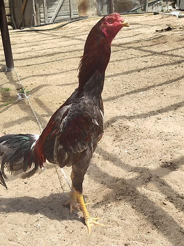 Xoruz, Heyratı, il: 1, Ünvandan götürmə lalafo.az -da Xoruz, Heyratı, il: 1, Ünvandan götürmə