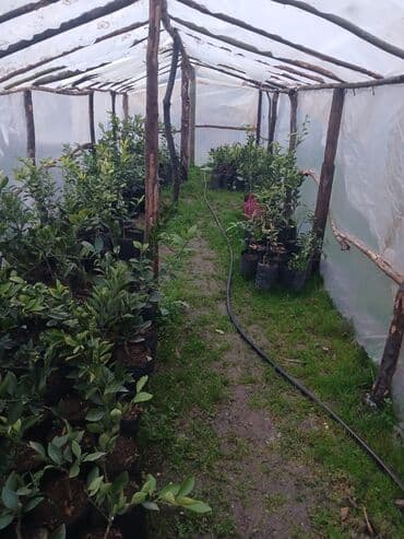 Məhsul: Fidanlar və landşaft üçün dekorativ bitkilər Təsvir: - lalafo.az -da Məhsul: Fidanlar və landşaft üçün dekorativ bitkilər Təsvir: -