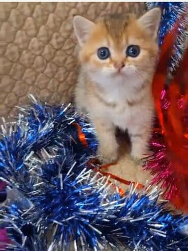 Qızılı şinşilla balası (golden shaded) – qısa tüklü, iri mavi gözlü lalafo.az -da Qızılı şinşilla balası (golden shaded) – qısa tüklü, iri mavi gözlü