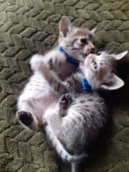 Реечные панели: Самец, Самка, В добрые руки at lalafo.az — 1 Реечные панели: Самец, Самка, В добрые руки — 1