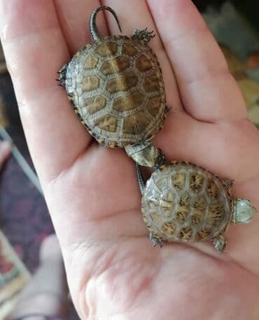 Su həmdə quru çanaqlı bağası,baladılar,50 qəpiklik lalafo.az -da Su həmdə quru çanaqlı bağası,baladılar,50 qəpiklik