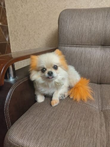 Şpitz, 3 ay, Dişi, Peyvəndli, Ünvandan götürmə lalafo.az -da Şpitz, 3 ay, Dişi, Peyvəndli, Ünvandan götürmə