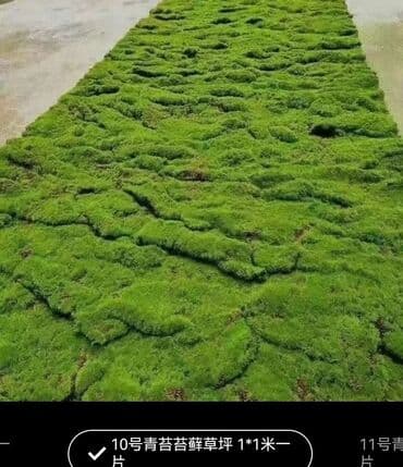 Bitki dərmanları: Məhsul: Təbiətvi̇ zolaqlı yosun/mahov örtüyü – hazır plitələr Təsvir lalafo.az -da — 1 Bitki dərmanları: Məhsul: Təbiətvi̇ zolaqlı yosun/mahov örtüyü – hazır plitələr Təsvir — 1