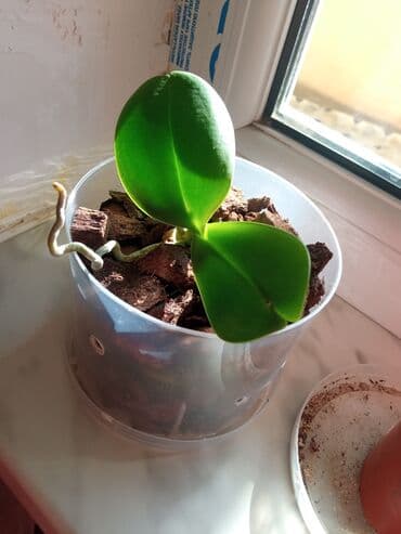 Orxideya qehveyi ciçek açir. sağlamdır qeşengdir lalafo.az -da Orxideya qehveyi ciçek açir. sağlamdır qeşengdir