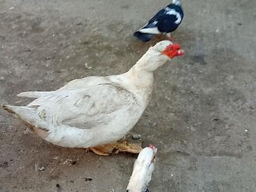 Dişi, | Lal ördək, Damazlıq, Ünvandan götürmə lalafo.az -da Dişi, | Lal ördək, Damazlıq, Ünvandan götürmə