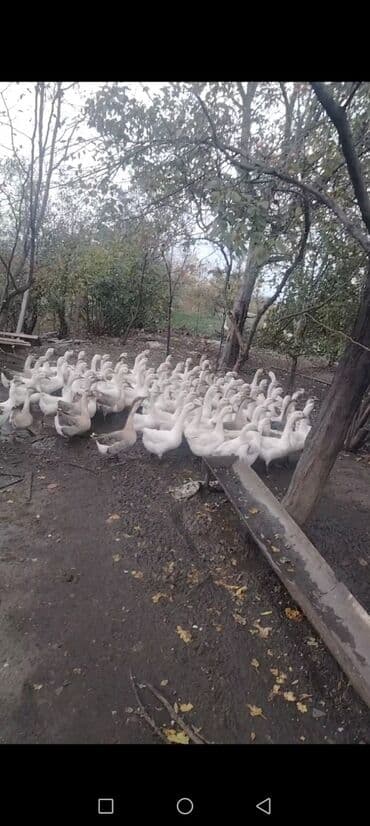 Hamisi bu ilki xoruzlardi. Bordaq şeraitde beslenir. Tebii qidalarla lalafo.az -da Hamisi bu ilki xoruzlardi. Bordaq şeraitde beslenir. Tebii qidalarla