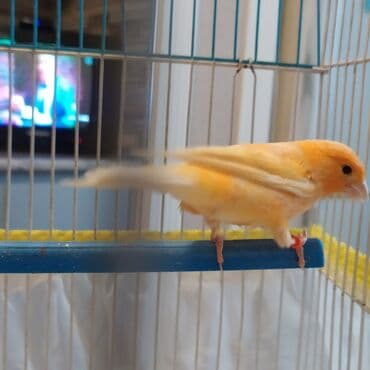 Bulbul-kanreyka oxuyur ! Erkek kok rengi, üstündə qəfəs və aksesuarlar lalafo.az -da Bulbul-kanreyka oxuyur ! Erkek kok rengi, üstündə qəfəs və aksesuarlar