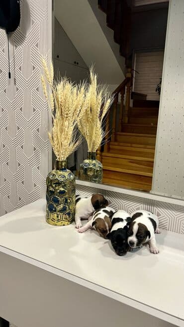 Cek rassel teryer, Dişi, Ünvandan götürmə lalafo.az -da Cek rassel teryer, Dişi, Ünvandan götürmə