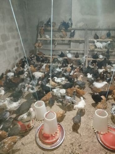 Məhsul: Tövlədə saxlanılan qarışıq cinsli ev toyuqları Təsvir lalafo.az -da Məhsul: Tövlədə saxlanılan qarışıq cinsli ev toyuqları Təsvir