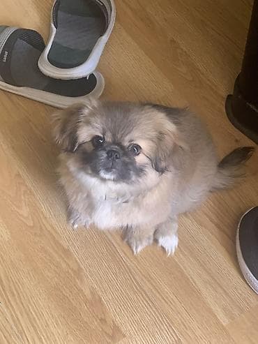 Pekines lalafo.az -da Pekines