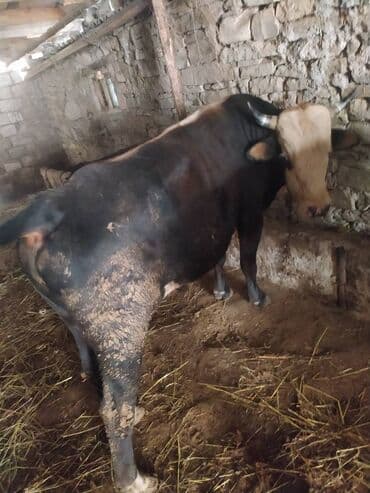 7 ədəd dişi və 3 ədəd erkək dana satılır. Danalar diri çəkiylə 7 lalafo.az -da 7 ədəd dişi və 3 ədəd erkək dana satılır. Danalar diri çəkiylə 7