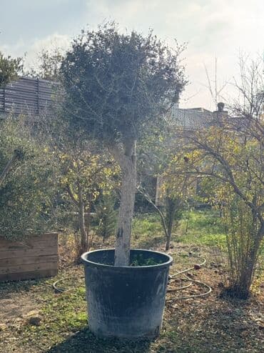 Zeytun ağacları – iri ölçülü, dekorativ budanmış formalar Məhsul lalafo.az -da Zeytun ağacları – iri ölçülü, dekorativ budanmış formalar Məhsul