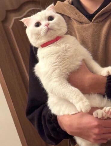 Şotland yastı qulaq, Dişi, Yaxşı əllərə, Ünvandan götürmə, Ödənişli çatdırılma lalafo.az -da Şotland yastı qulaq, Dişi, Yaxşı əllərə, Ünvandan götürmə, Ödənişli çatdırılma