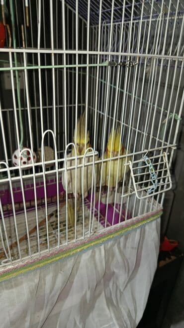 Salam əleykum cütü 90 manata razilaşmaqda olar. işimlə əlaqədar baxa lalafo.az -da Salam əleykum cütü 90 manata razilaşmaqda olar. işimlə əlaqədar baxa