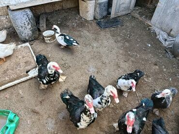 Lal ordekler satilir erkekler 30 ve 40 manatdi disiler 23 manatdi lalafo.az -da Lal ordekler satilir erkekler 30 ve 40 manatdi disiler 23 manatdi