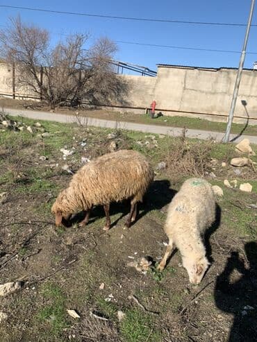 Boğaz qoyunlar satılır 4 dənə lalafo.az -da Boğaz qoyunlar satılır 4 dənə