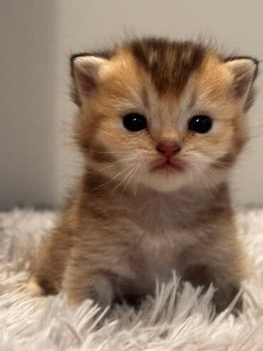 Şinşilla, Erkək, Dişi lalafo.az -da Şinşilla, Erkək, Dişi