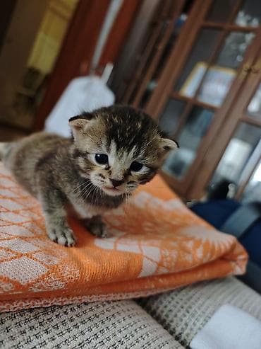 Şotland yastı qulaq lalafo.az -da Şotland yastı qulaq