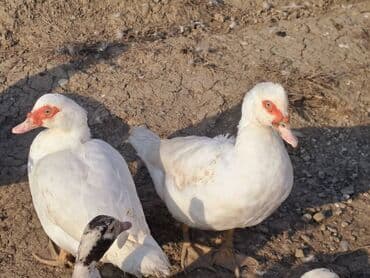 Варенье: Lal ördəklər satılır qiymət saya və cinsinə görə dəyişir at lalafo.az — 21 Варенье: Lal ördəklər satılır qiymət saya və cinsinə görə dəyişir — 21