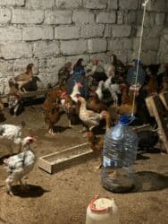 Salam tam saglam 6 aylq fereler yumurtays dusurler mastagada lalafo.az -da Salam tam saglam 6 aylq fereler yumurtays dusurler mastagada