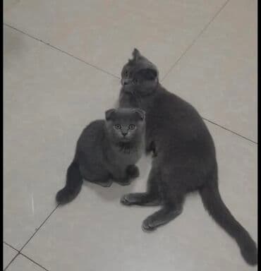 Şotland yastı qulaq lalafo.az -da Şotland yastı qulaq