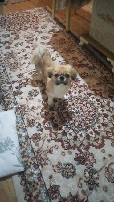 Pekines, 1 ay, Erkek, Peyvəndli, Ödənişli çatdırılma lalafo.az -da Pekines, 1 ay, Erkek, Peyvəndli, Ödənişli çatdırılma