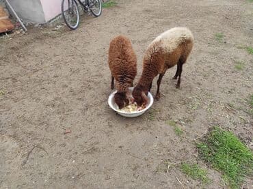 Dişi, Qala, il: 2, 60 kq, Damazlıq, Ünvandan götürmə lalafo.az -da Dişi, Qala, il: 2, 60 kq, Damazlıq, Ünvandan götürmə