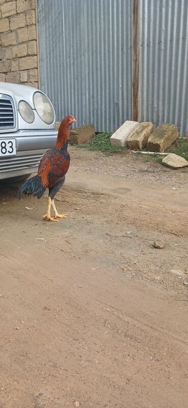 Xoruz, Heyratı, il: 1, Ünvandan götürmə lalafo.az -da Xoruz, Heyratı, il: 1, Ünvandan götürmə