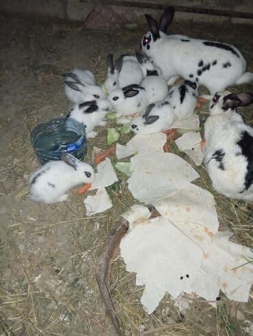 Məhsul: Al-qara ləkəli dovşanlar (ana və balalar) Təsvir: - Rəng: ağ lalafo.az -da Məhsul: Al-qara ləkəli dovşanlar (ana və balalar) Təsvir: - Rəng: ağ