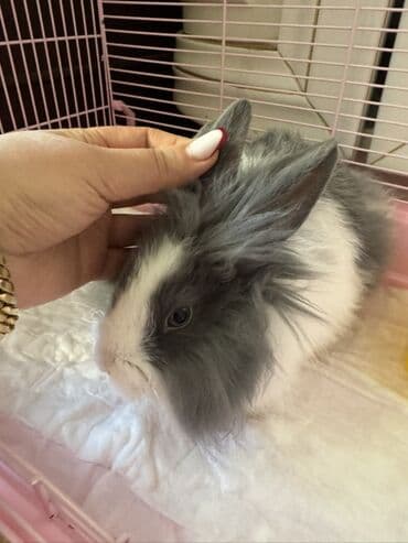 Məhsul: Dekorativ dovşan və tam aksesuar seti Təsvir: - Rəng: boz-ağ lalafo.az -da Məhsul: Dekorativ dovşan və tam aksesuar seti Təsvir: - Rəng: boz-ağ