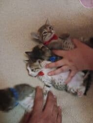 Реечные панели: Самец, Самка, В добрые руки at lalafo.az — 12 Реечные панели: Самец, Самка, В добрые руки — 12