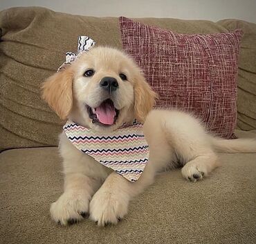 Labrador-retriver, 1 ay, Erkek, Pulsuz çatdırılma lalafo.az -da Labrador-retriver, 1 ay, Erkek, Pulsuz çatdırılma