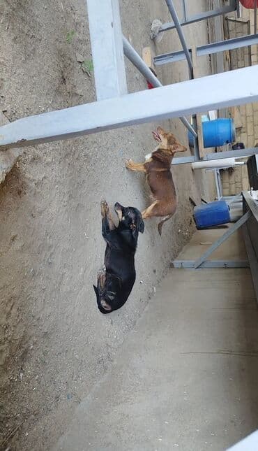 Çixuahua, 2 ay, Ünvandan götürmə lalafo.az -da Çixuahua, 2 ay, Ünvandan götürmə